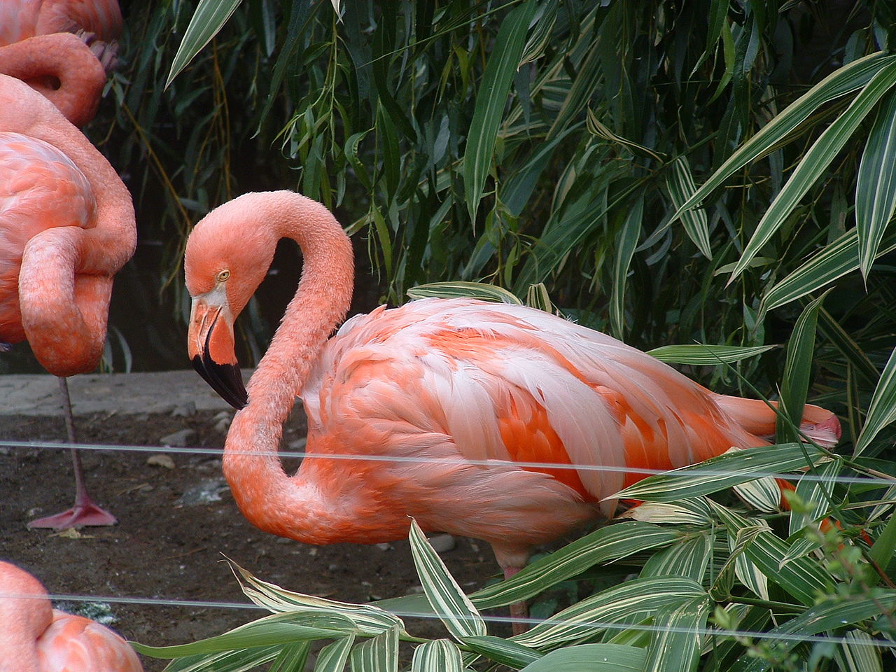 1280px-ZOO_Ostrava_01