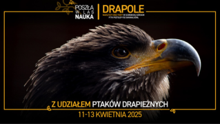 drapole